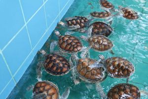 Sea Turtle Conservation Center-2