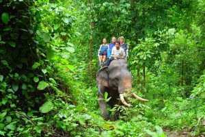 Elephant-trekking-Khao-Lak-1-Day